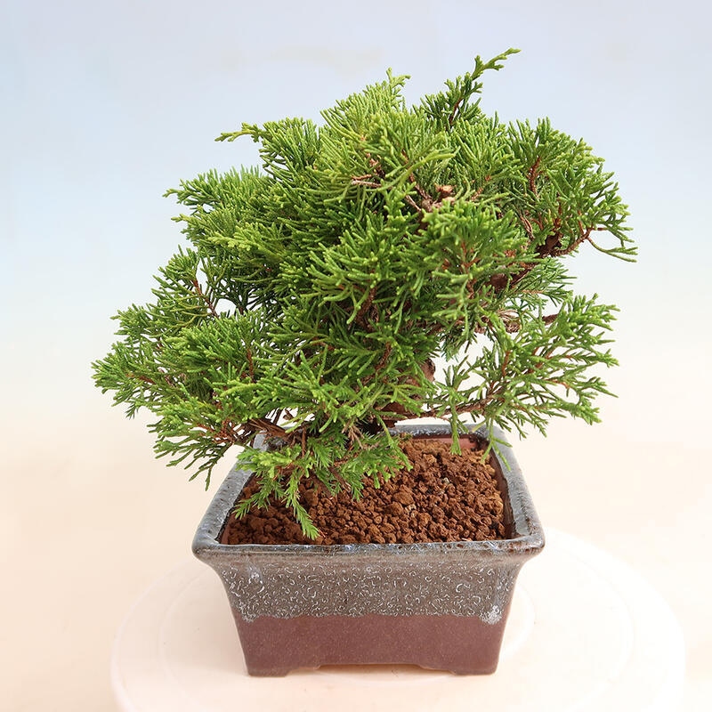 Bonsai für draußen - Juniperus chinensis Itoigawa
