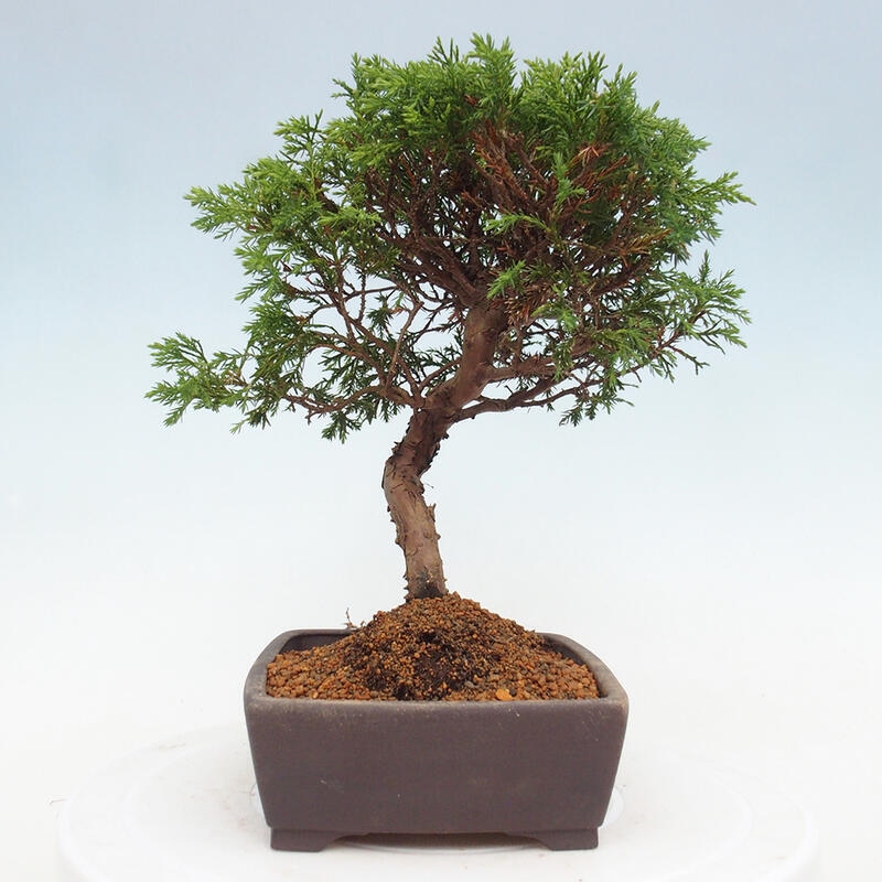 Bonsai für draußen - Juniperus chinensis Itoigawa