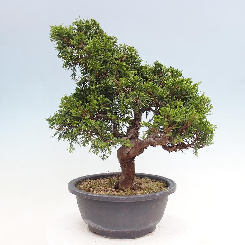 Bonsai für draußen - Juniperus chinensis Itoigawa