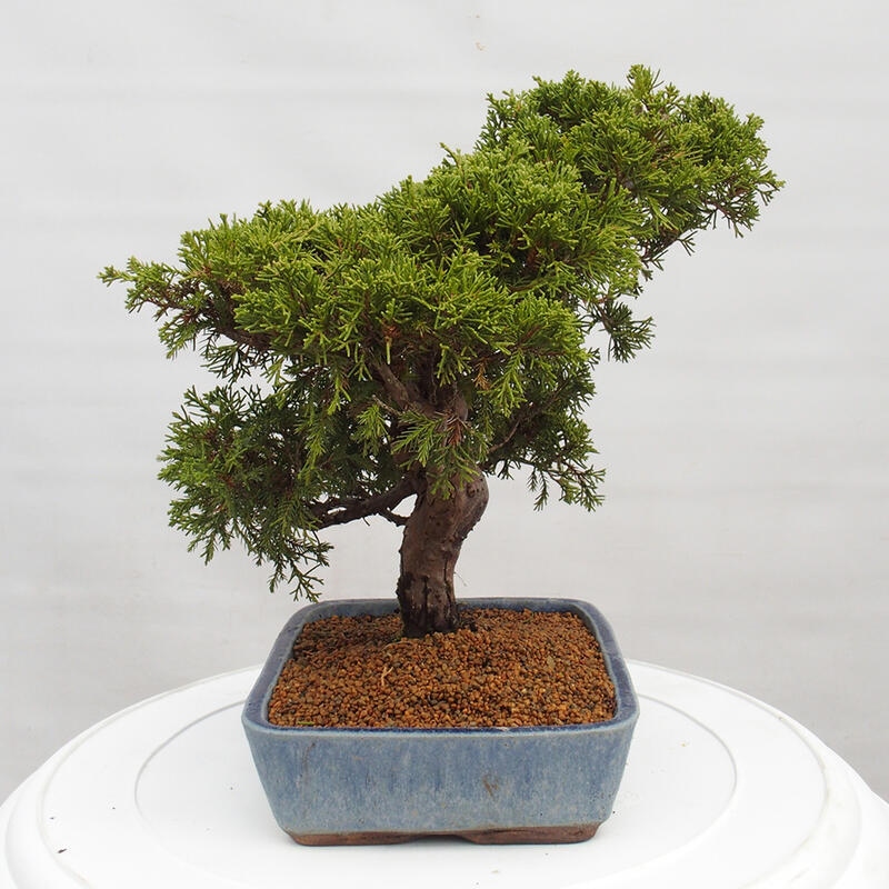 Bonsai für draußen - Juniperus chinensis Itoigawa