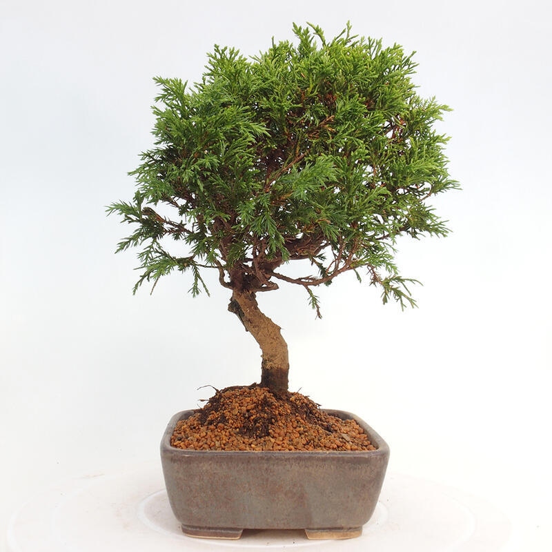 Bonsai für draußen - Juniperus chinensis Itoigawa