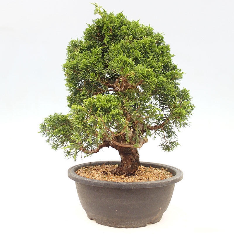 Bonsai für draußen - Juniperus chinensis Itoigawa-Juniperus chinensis