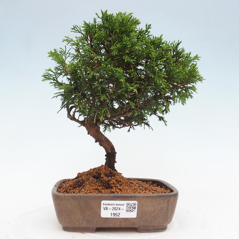 Bonsai für draußen - Juniperus chinensis Itoigawa