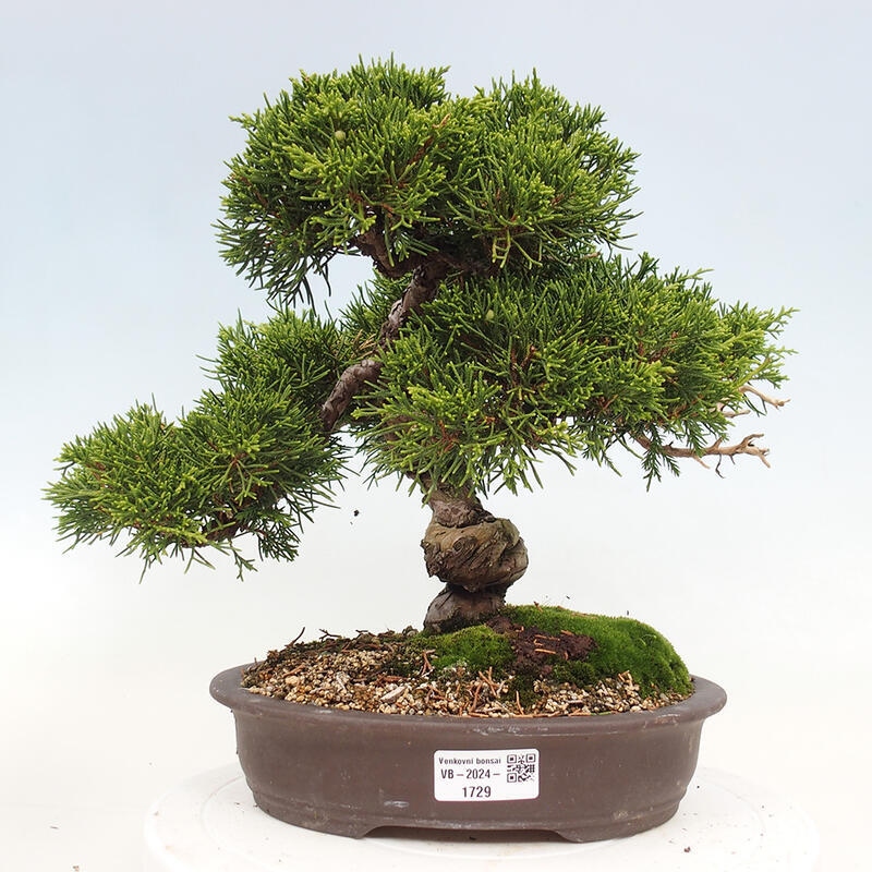 Bonsai für draußen - Juniperus chinensis Itoigawa-Juniperus chinensis