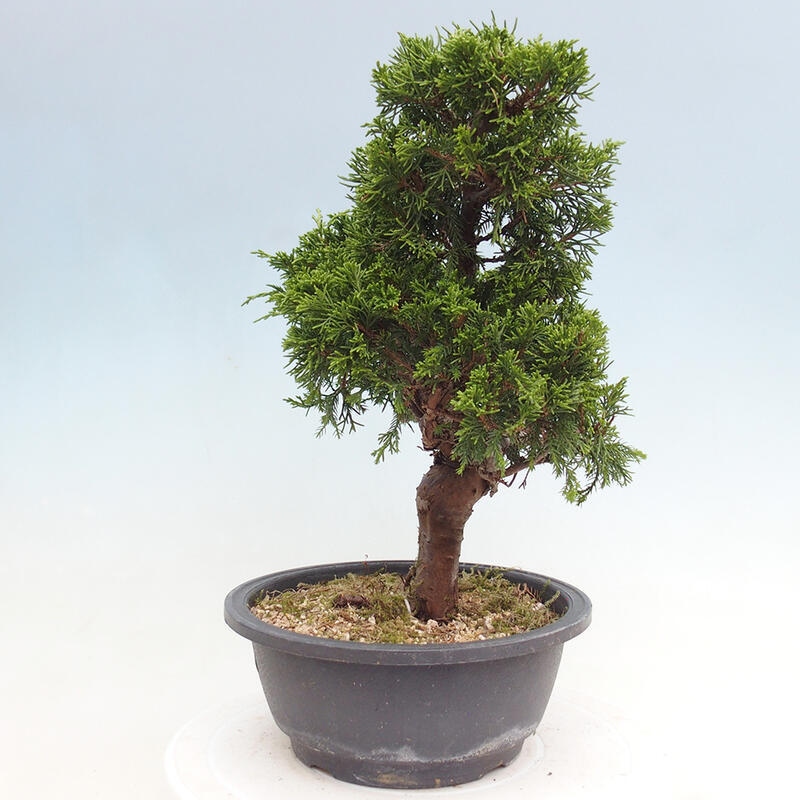 Bonsai für draußen - Juniperus chinensis Itoigawa