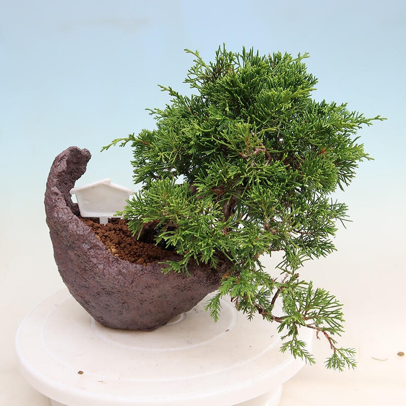 Bonsai für draußen - Juniperus chinensis Itoigawa