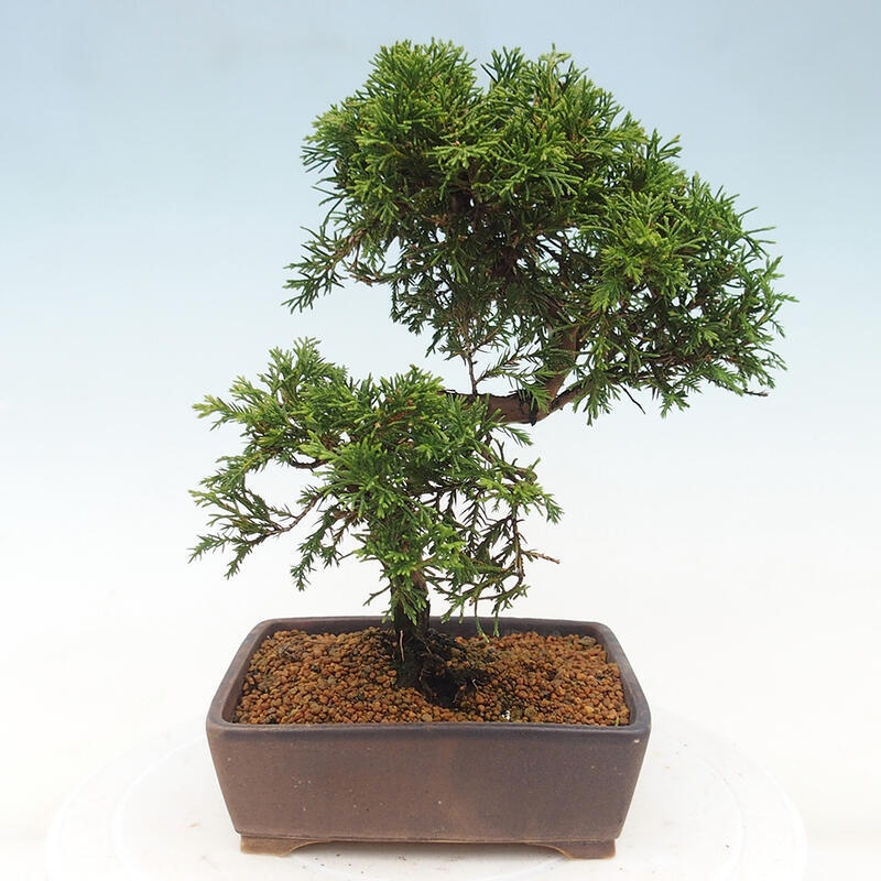 Bonsai für draußen - Juniperus chinensis Itoigawa