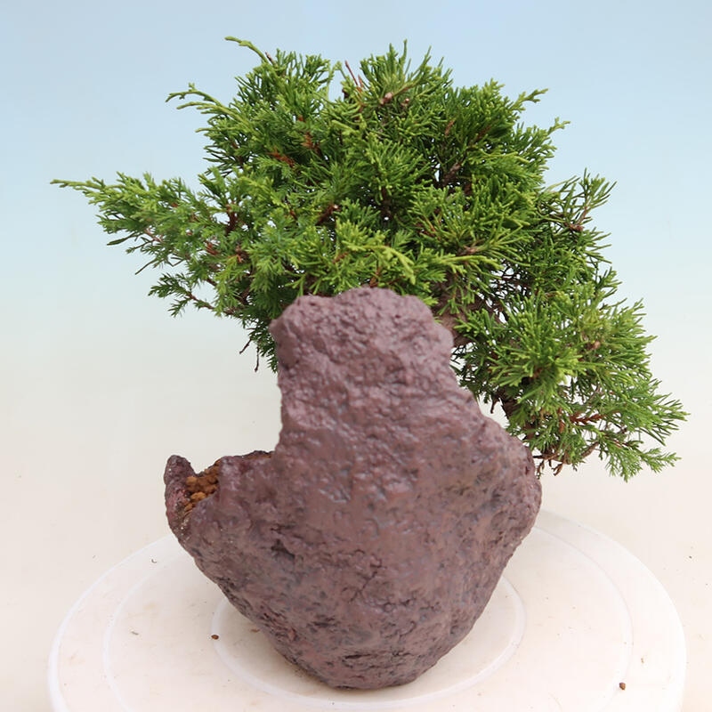 Bonsai für draußen - Juniperus chinensis Itoigawa
