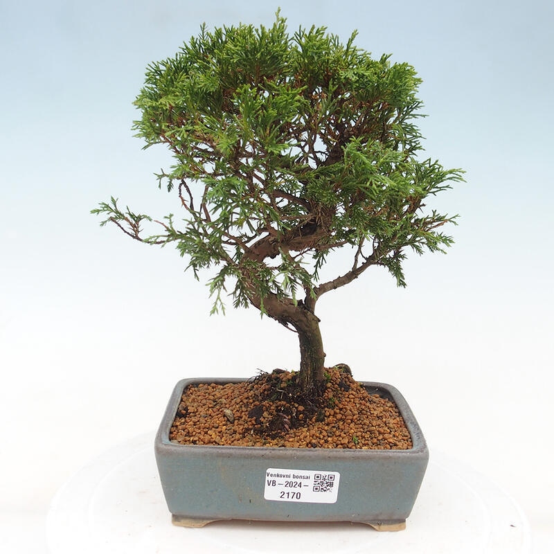 Bonsai für draußen - Juniperus chinensis Itoigawa
