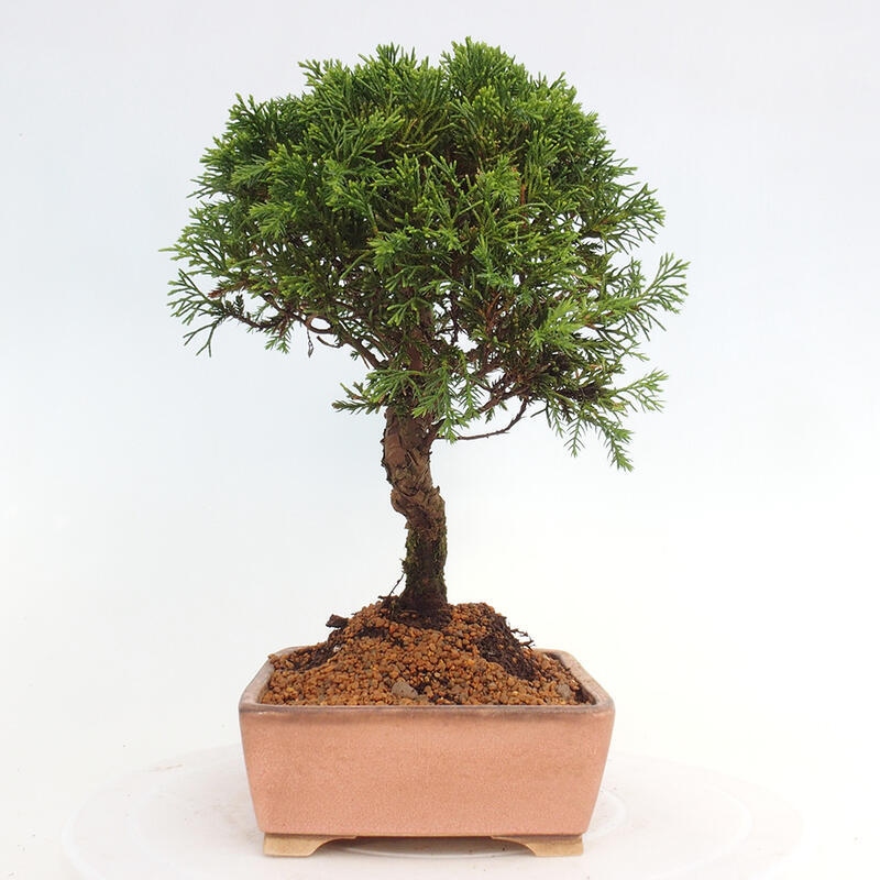 Bonsai für draußen - Juniperus chinensis Itoigawa