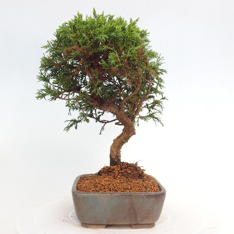 Bonsai für draußen - Juniperus chinensis Itoigawa