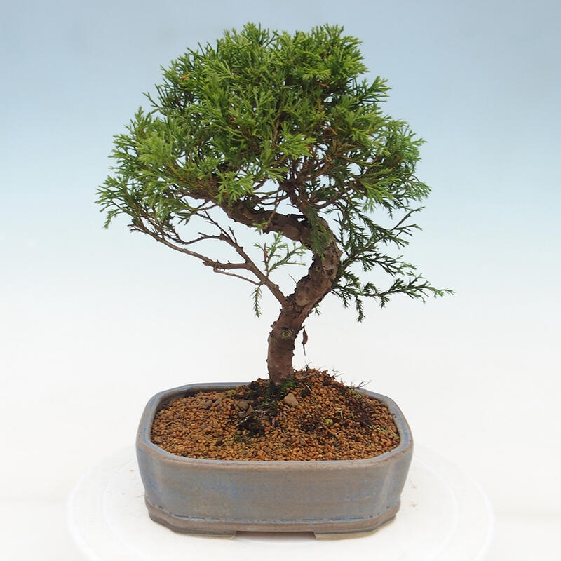 Bonsai für draußen - Juniperus chinensis Itoigawa