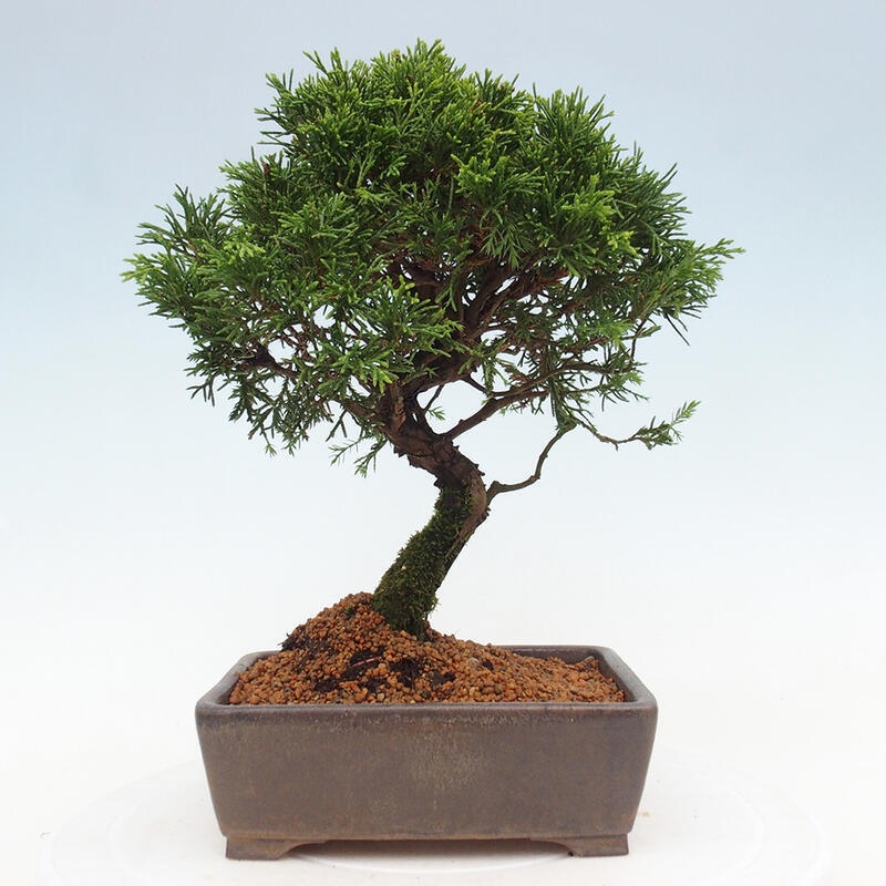 Bonsai für draußen - Juniperus chinensis Itoigawa