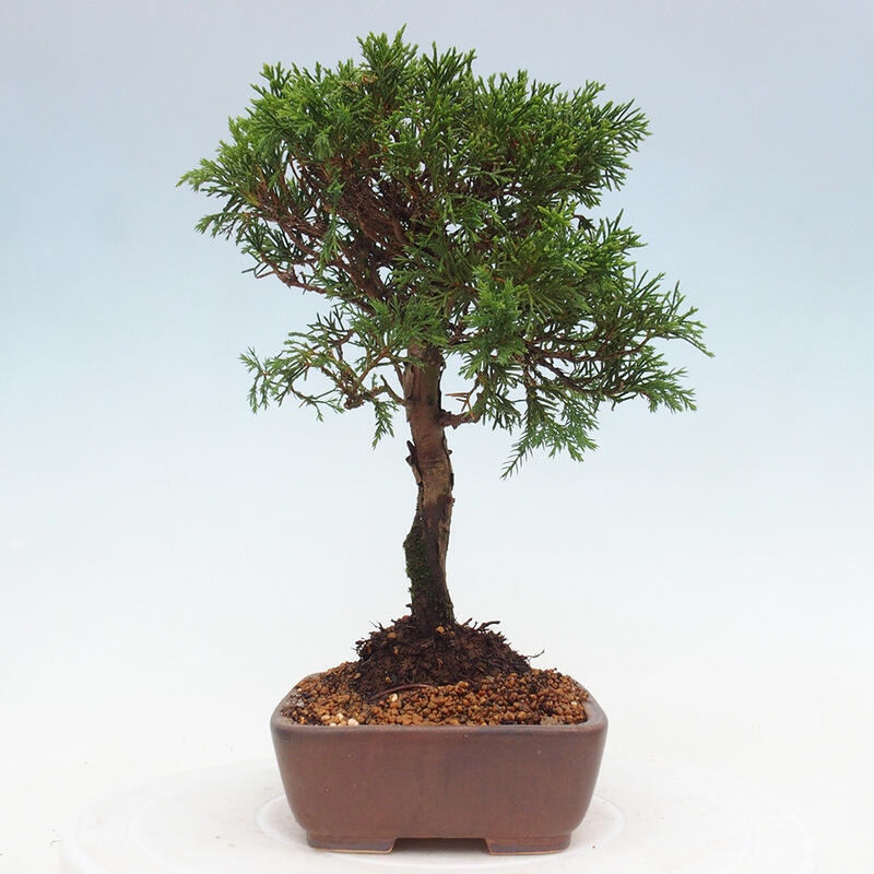 Bonsai für draußen - Juniperus chinensis Itoigawa