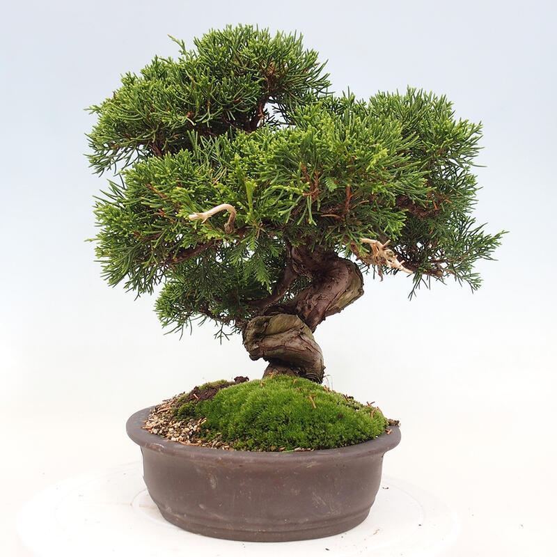 Bonsai für draußen - Juniperus chinensis Itoigawa-Juniperus chinensis