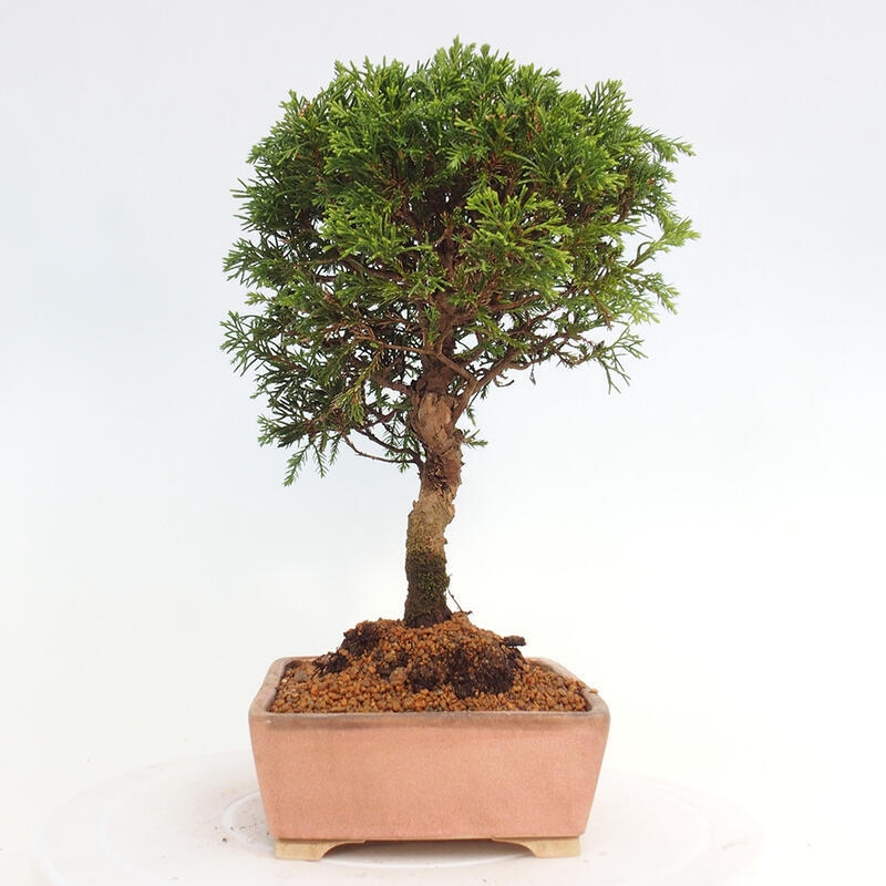 Bonsai für draußen - Juniperus chinensis Itoigawa