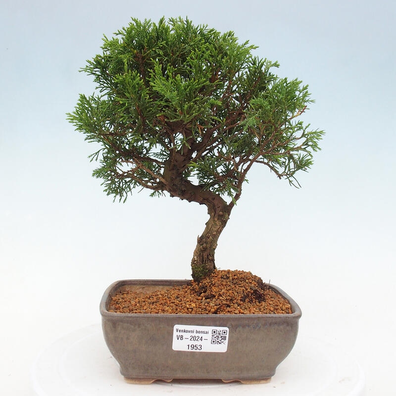 Bonsai für draußen - Juniperus chinensis Itoigawa
