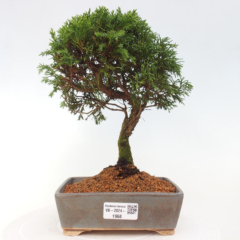 Bonsai für draußen - Juniperus chinensis Itoigawa