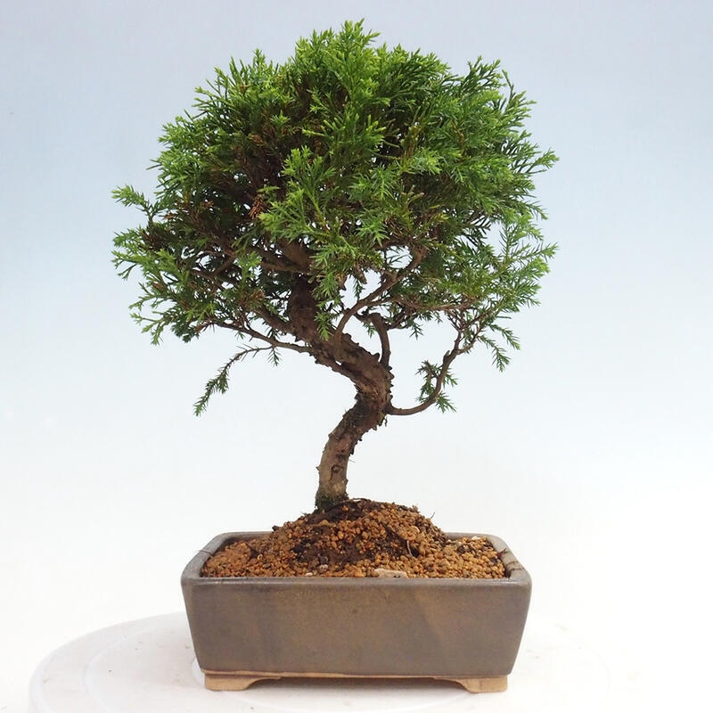 Bonsai für draußen - Juniperus chinensis Itoigawa