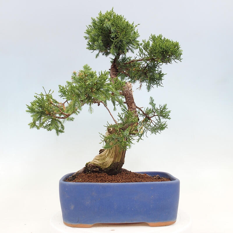 Bonsai für draußen - Juniperus chinensis Itoigawa-Juniperus chinensis