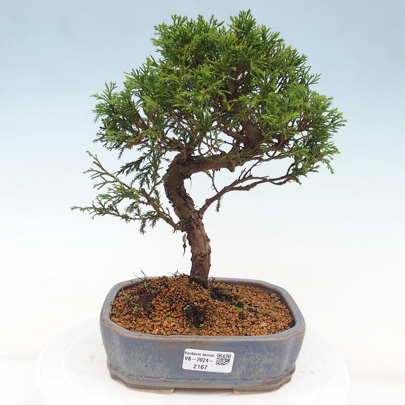 Bonsai für draußen - Juniperus chinensis Itoigawa