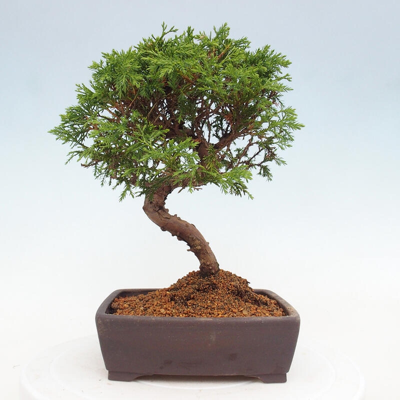 Bonsai für draußen - Juniperus chinensis Itoigawa
