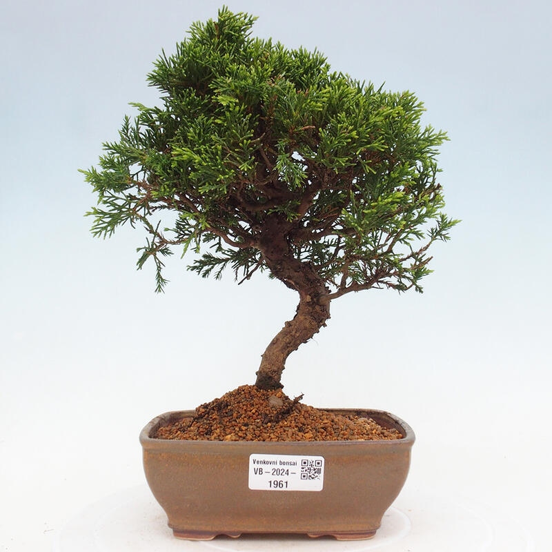 Bonsai für draußen - Juniperus chinensis Itoigawa