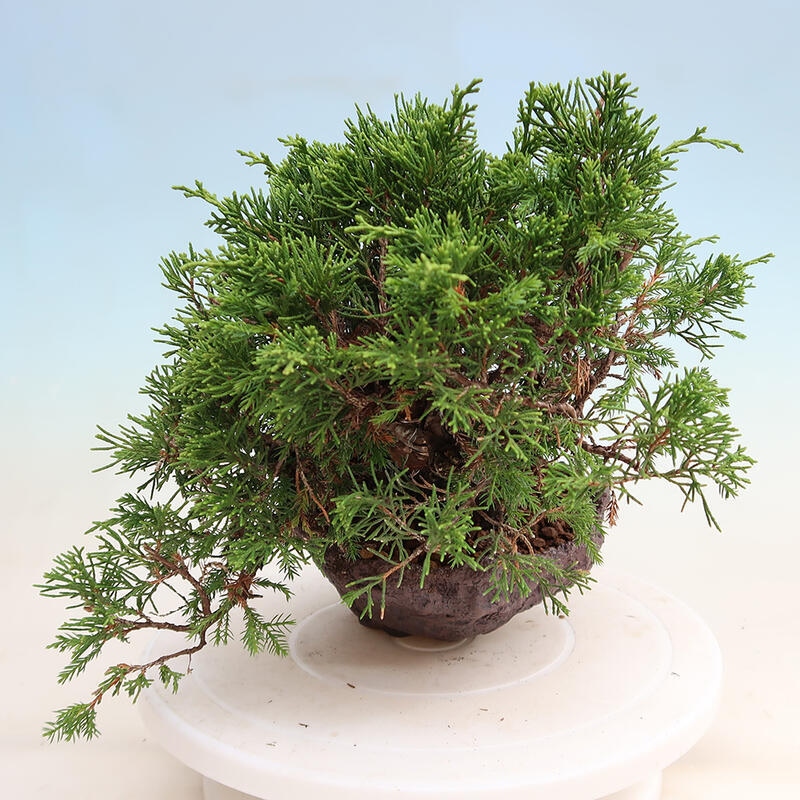 Bonsai für draußen - Juniperus chinensis Itoigawa