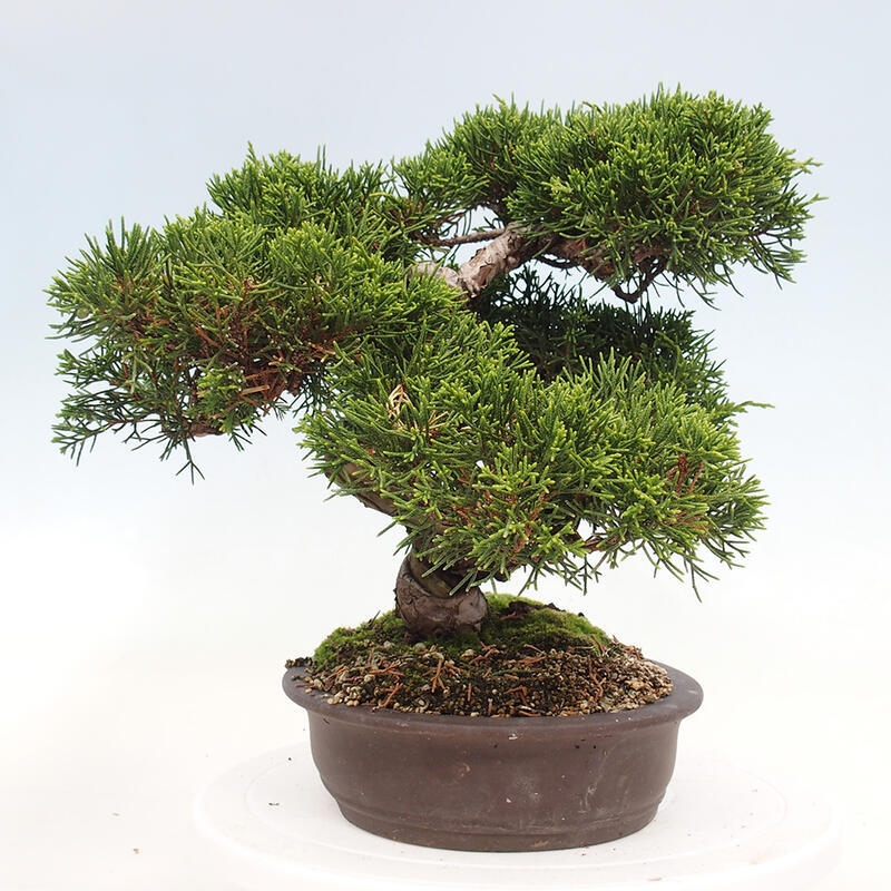 Bonsai für draußen - Juniperus chinensis Itoigawa-Juniperus chinensis