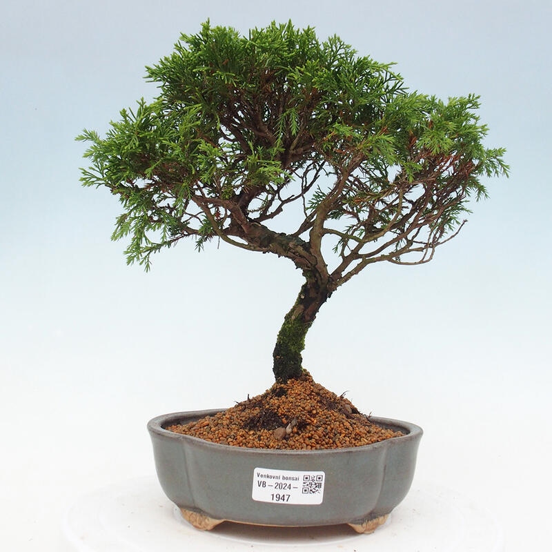 Bonsai für draußen - Juniperus chinensis Itoigawa