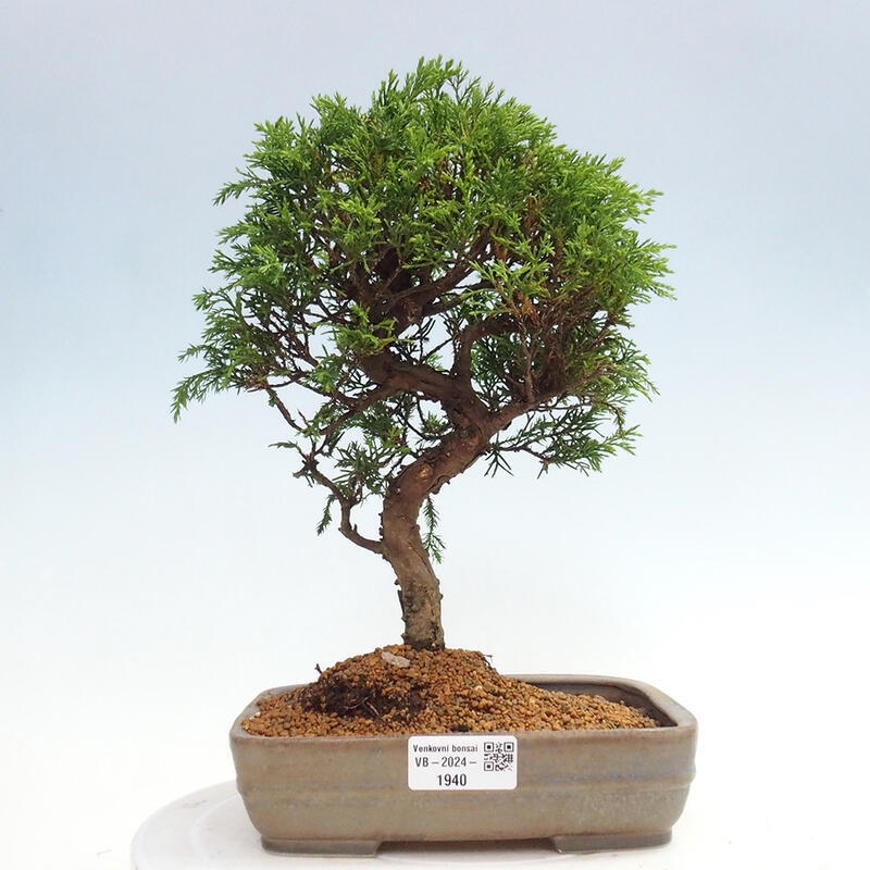 Bonsai für draußen - Juniperus chinensis Itoigawa