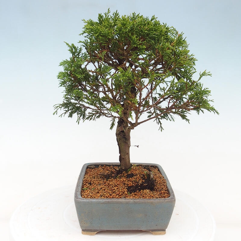 Bonsai für draußen - Juniperus chinensis Itoigawa