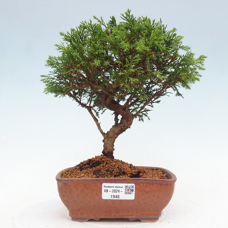 Bonsai für draußen - Juniperus chinensis Itoigawa
