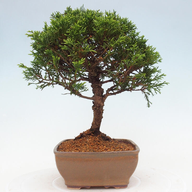 Bonsai für draußen - Juniperus chinensis Itoigawa