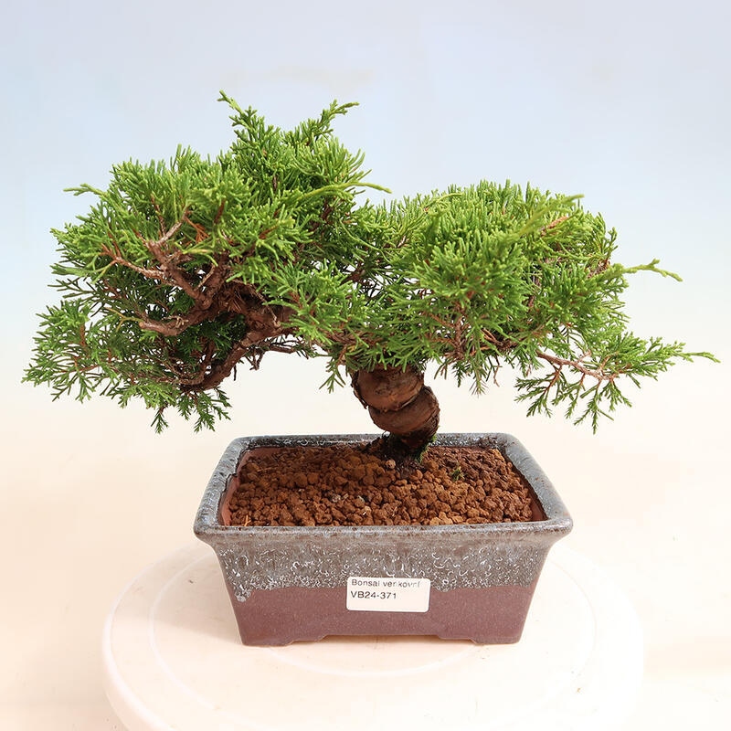 Bonsai für draußen - Juniperus chinensis Itoigawa