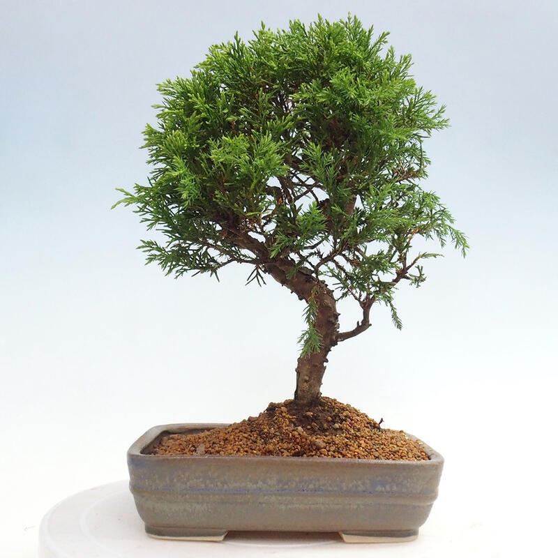 Bonsai für draußen - Juniperus chinensis Itoigawa