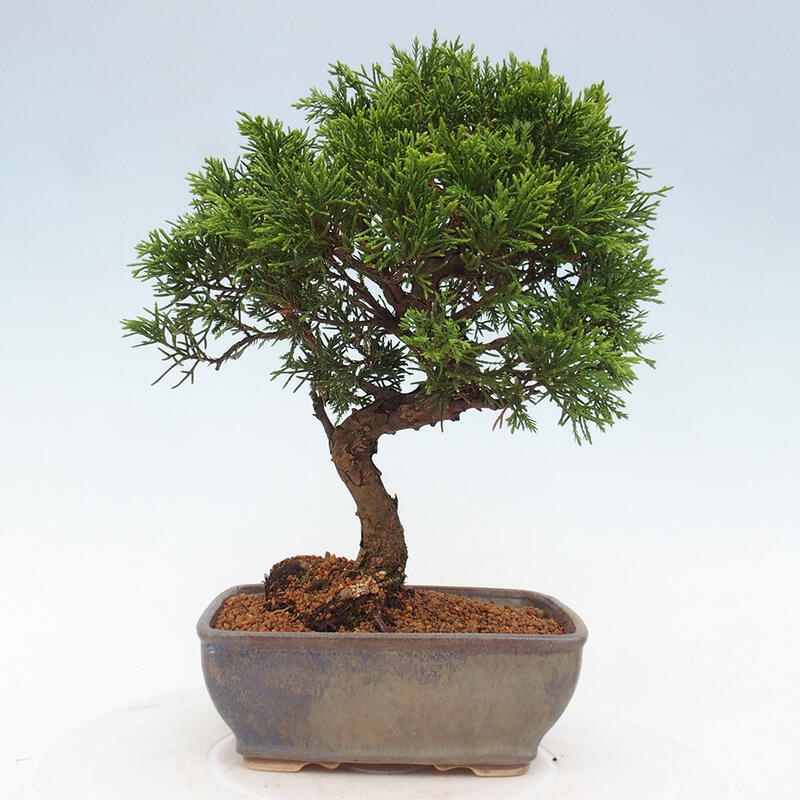 Bonsai für draußen - Juniperus chinensis Itoigawa