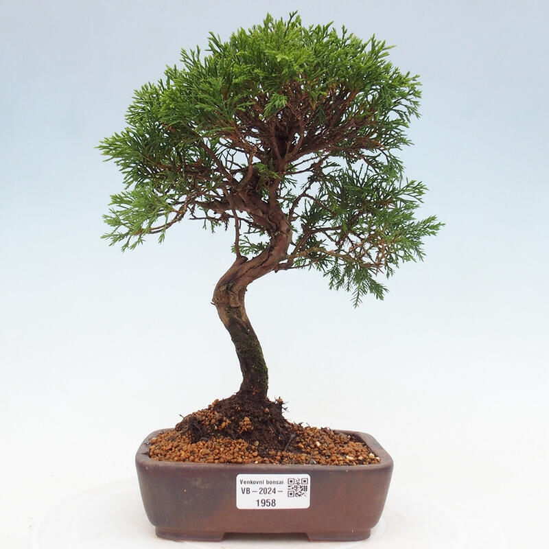 Bonsai für draußen - Juniperus chinensis Itoigawa