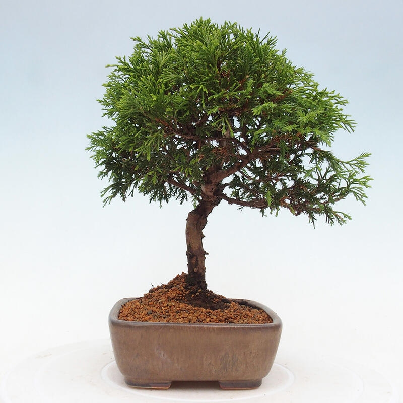 Bonsai für draußen - Juniperus chinensis Itoigawa