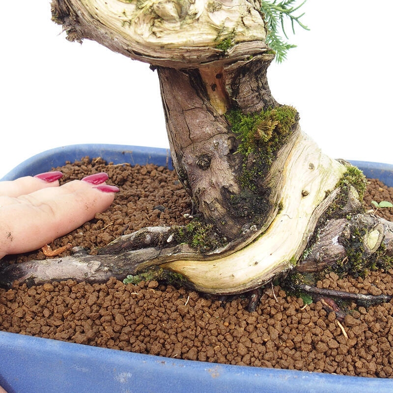 Bonsai für draußen - Juniperus chinensis Itoigawa-Juniperus chinensis
