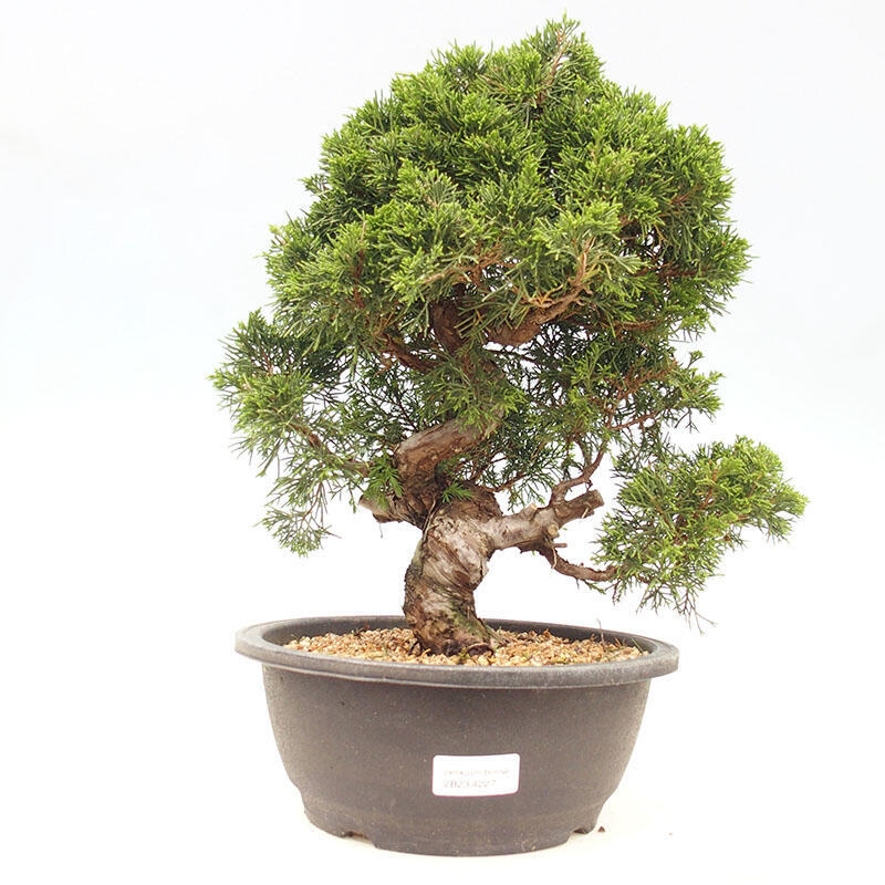 Bonsai für draußen - Juniperus chinensis Itoigawa-Juniperus chinensis