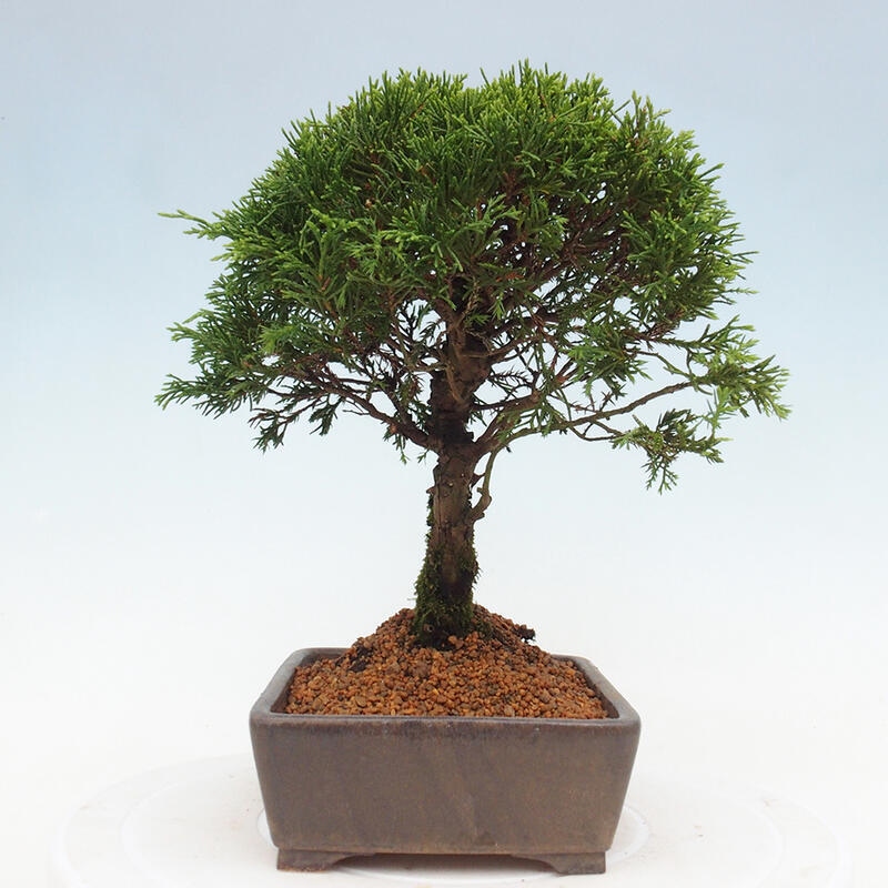 Bonsai für draußen - Juniperus chinensis Itoigawa