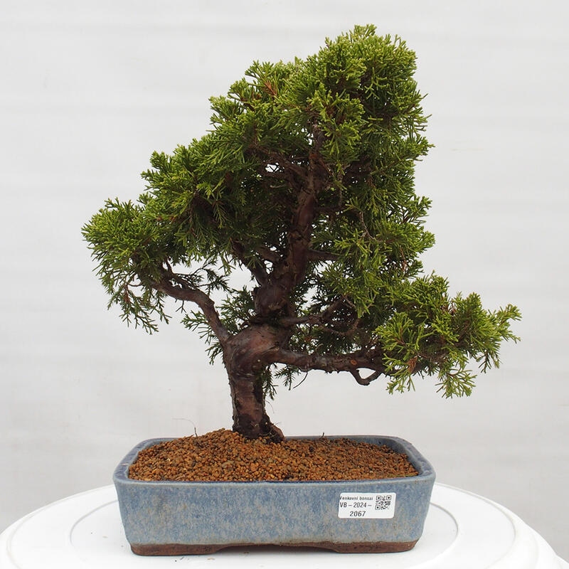 Bonsai für draußen - Juniperus chinensis Itoigawa