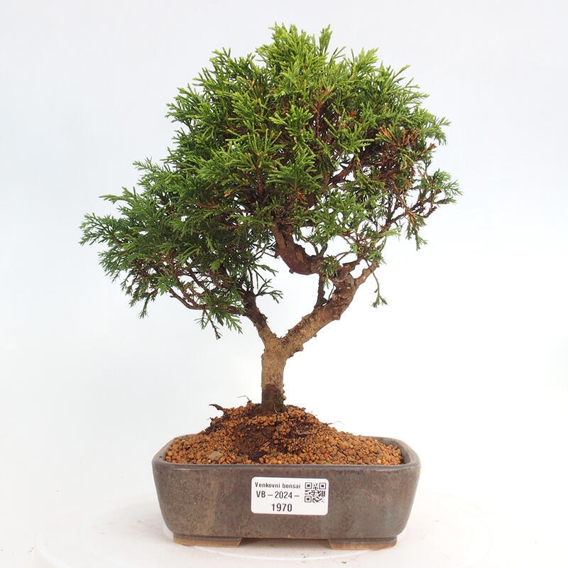 Bonsai für draußen - Juniperus chinensis Itoigawa
