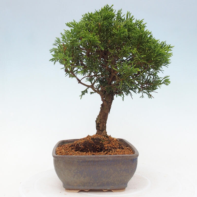 Bonsai für draußen - Juniperus chinensis Itoigawa