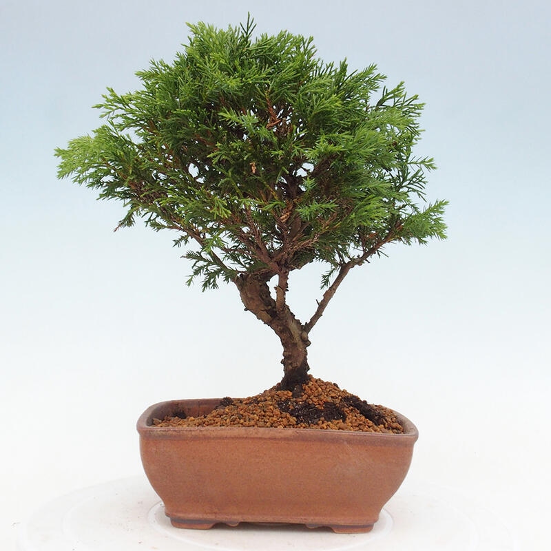 Bonsai für draußen - Juniperus chinensis Itoigawa