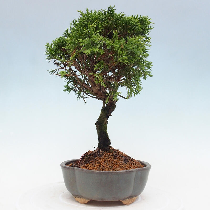 Bonsai für draußen - Juniperus chinensis Itoigawa