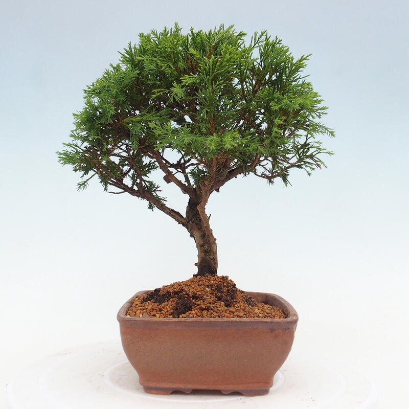 Bonsai für draußen - Juniperus chinensis Itoigawa
