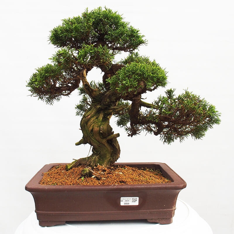 Bonsai für draußen - Juniperus chinensis Itoigawa