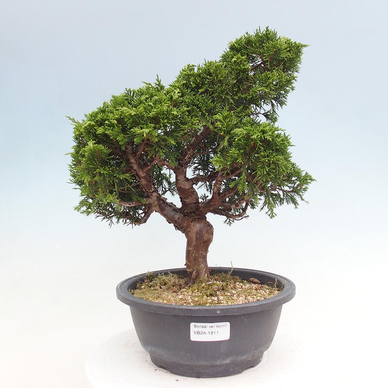 Bonsai für draußen - Juniperus chinensis Itoigawa